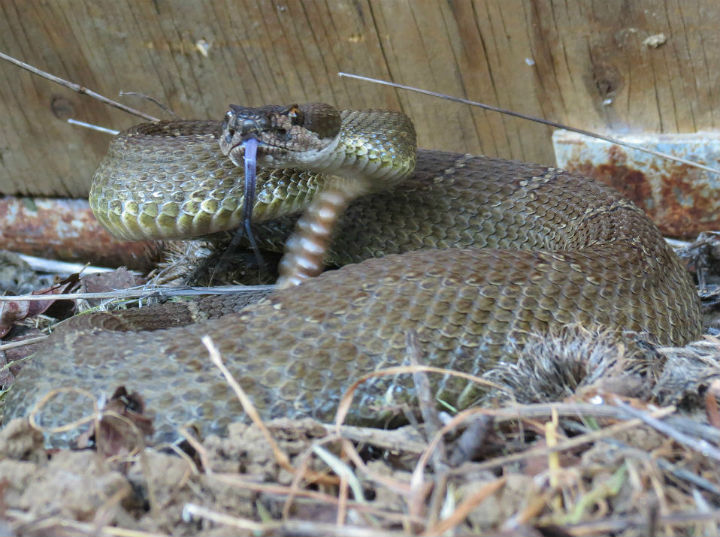 Northern Pacific Rattlesnake